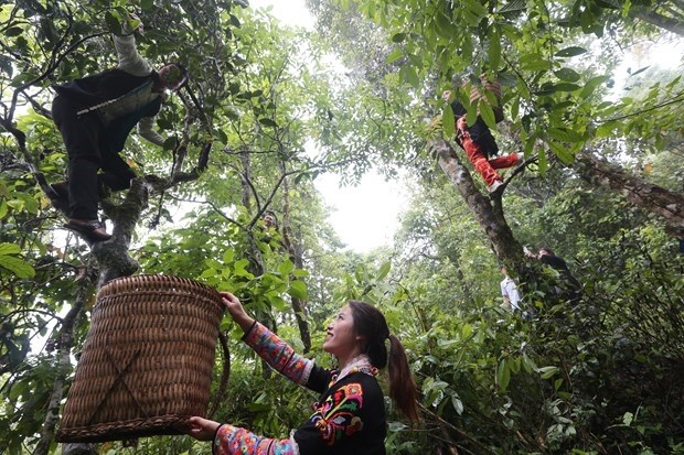 Bảo tồn vùng chè Shan tuyết tự nhiên tại tỉnh Lai Châu.