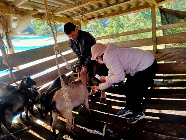 Chăn nu&ocirc;i tiếp tục ph&aacute;t triển theo hướng h&agrave;ng h&oacute;a với tổng đ&agrave;n gia s&uacute;c, gia cầm duy tr&igrave; ổn định. Tuy nhi&ecirc;n, đầu th&aacute;ng 4/2026, dịch tả lợn ch&acirc;u Phi xuất hiện tại một số x&oacute;m, khiến 848 con lợn phải ti&ecirc;u hủy. Trước diễn biến dịch bệnh, UBND x&atilde; đ&atilde; nhanh ch&oacute;ng khoanh v&ugrave;ng, ti&ecirc;u độc khử tr&ugrave;ng, tổ chức ti&ecirc;u hủy đ&uacute;ng quy định v&agrave; tăng cường gi&aacute;m s&aacute;t nhằm khống chế dịch, hạn chế thấp nhất thiệt hại cho người chăn nu&ocirc;i.