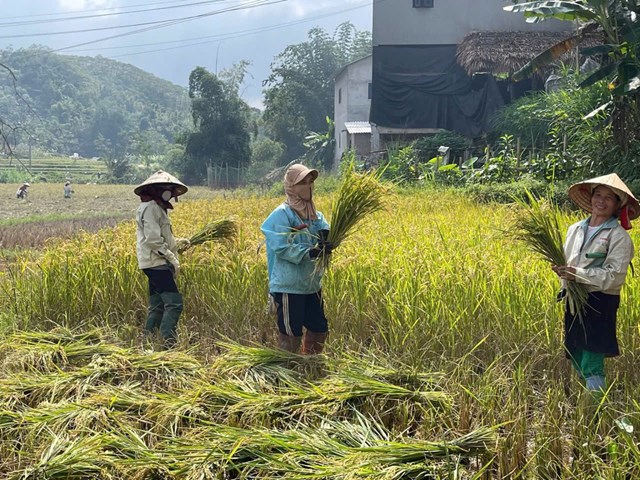 N&ocirc;ng nghiệp tiếp tục khẳng định vai tr&ograve; l&agrave; trụ đỡ của nền kinh tế. To&agrave;n x&atilde; gieo trồng hơn 256 ha c&acirc;y trồng, trong đ&oacute; diện t&iacute;ch l&uacute;a đạt tr&ecirc;n 168 ha, năng suất b&igrave;nh qu&acirc;n khoảng 51 tạ/ha. C&aacute;c loại c&acirc;y trồng sinh trưởng thuận lợi, bảo đảm khung thời vụ, tạo tiền đề cho một vụ m&ugrave;a thắng lợi.