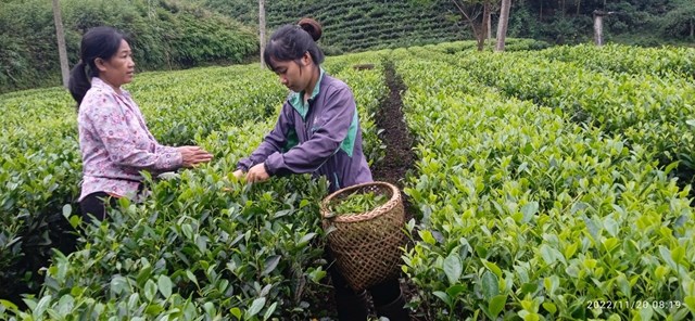 Mô hình sản xuất chè theo hướng an toàn, hữu cơ mang lại hiệu quả kinh tế cao của gia đình anh Hoàng Văn Tuấn.