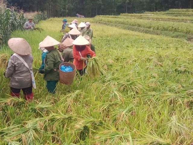 Theo đ&aacute;nh gi&aacute; của ng&agrave;nh chuy&ecirc;n m&ocirc;n, vụ Chi&ecirc;m Xu&acirc;n năm nay thời tiết cơ bản thuận lợi, c&ocirc;ng t&aacute;c chăm s&oacute;c v&agrave; ph&ograve;ng trừ s&acirc;u bệnh được triển khai kịp thời, gi&uacute;p c&acirc;y l&uacute;a sinh trưởng, ph&aacute;t triển tốt hứa hẹn mang lại niềm vui được m&ugrave;a cho b&agrave; con n&ocirc;ng d&acirc;n.