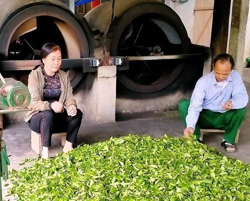 Chè tươi thu hái về đang chuẩn bị đưa vào công đoạn chế biến.