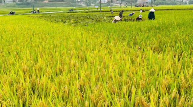 Dũng Tiến tăng tốc phát triển, hướng tới mục tiêu toàn diện - Ảnh 1