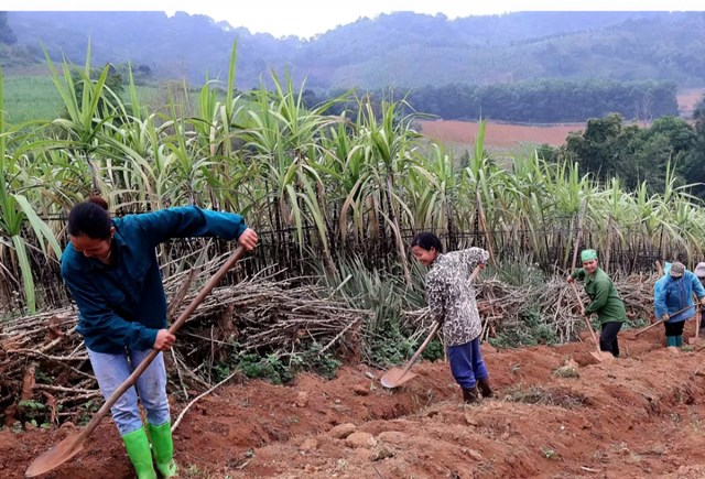 Người d&acirc;n t&iacute;ch cực cải tạo đất, ph&aacute;t triển trồng m&iacute;a t&iacute;m Mường Bi.