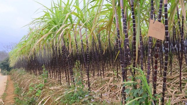 Mường Bi vững bước trên hành trình phát triển toàn diện - Ảnh 1