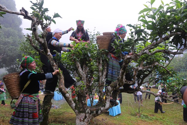 Lễ hội Tôn vinh cây chè tổ được tổ chức để tôn vinh cây chè Shan tuyết Suối Giàng - giống chè đặc sản của địa phương; quảng bá, nâng tầm giá trị chè Suối Giàng. 