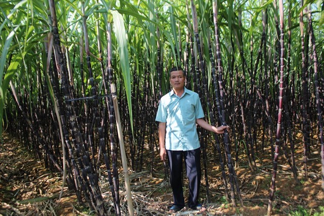 Ông Bùi Văn Thành, Trưởng xóm Bảm, xã Tây Phong, huyện Cao Phong trao đổi với phóng viên cây mía là cây trồng chủ lực của bà con nông dân tại xóm Bảm, xã Tây Phong. Ảnh: Phi Long.