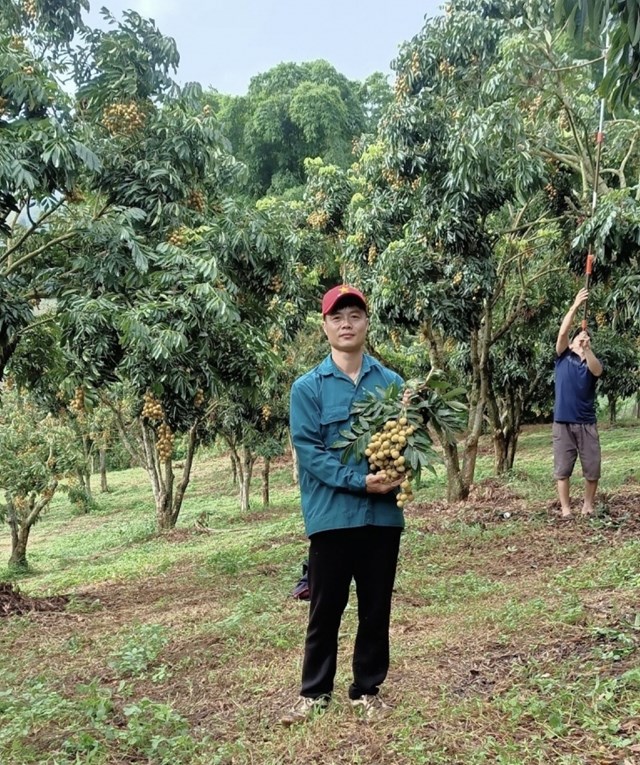 Nhiều năm nay, nhãn đã trở thành cây xóa đói, giảm nghèo với nhiều hộ dân ở Sông Mã.