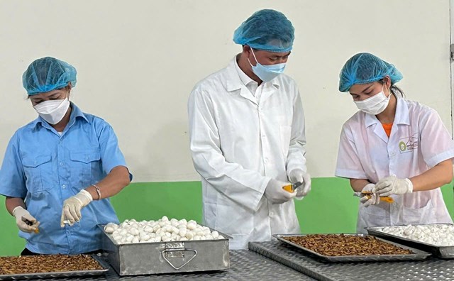 HTX Nấm Tam Đảo - Nơi viết tiếp câu chuyện thành công từ những sản phẩm OCOP - Ảnh 1