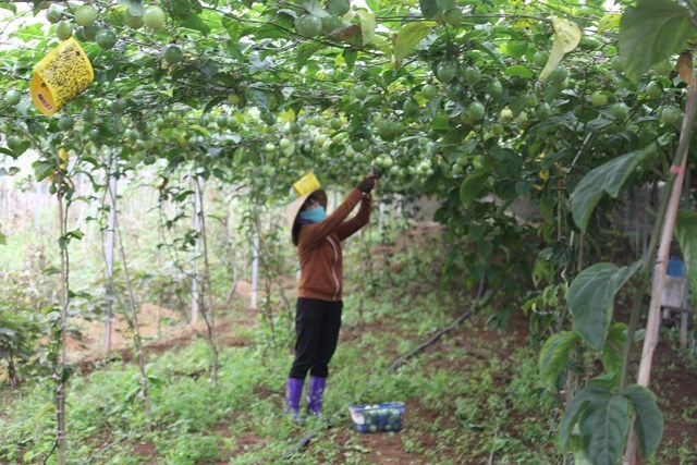 Trung t&#226;m Khuyến n&#244;ng H&#242;a B&#236;nh t&#237;ch cực đẩy mạnh c&#244;ng t&#225;c khuyến n&#244;ng trong 6 th&#225;ng đầu năm - Ảnh 3