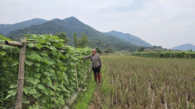 Gi&aacute; trị n&ocirc;ng, l&acirc;m nghiệp v&agrave; thủy sản Kỳ Sơn 6 th&aacute;ng đầu năm đạt 187,91 tỷ đồng.