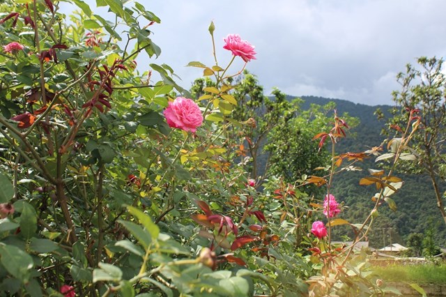 Hoa hồng cũng là một trong nhưng cây trồng có thế mạnh tại xã Ngọc Chiến. Ảnh: Phi Long
