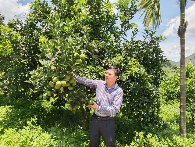 Vườn cam Mường Động của HTX N&ocirc;ng nghiệp v&agrave; Thương mại Mường Động tại x&oacute;m B&atilde;i Chạo, x&atilde; T&uacute; Sơn sai quả nhờ phương ph&aacute;p chăm s&oacute;c hữu cơ mang lại hiệu quả kinh tế cao.