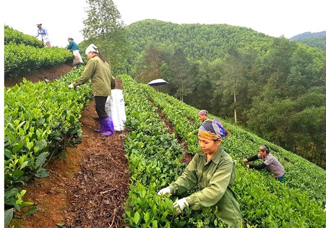 Đời sống của người dân xã Yên Cư (Chợ Mới, Bắc Kạn) đã từng bước được nâng cao nhờ sản xuất chè Shan tuyết theo tiêu chuẩn VietGAP.