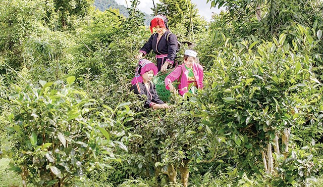 Bảo tồn, phát triển giống chè Shan tuyết mở hướng phát triển kinh tế, nâng cao thu nhập cho người dân, góp phần xây dựng thương hiệu chè xanh Phú Thọ.