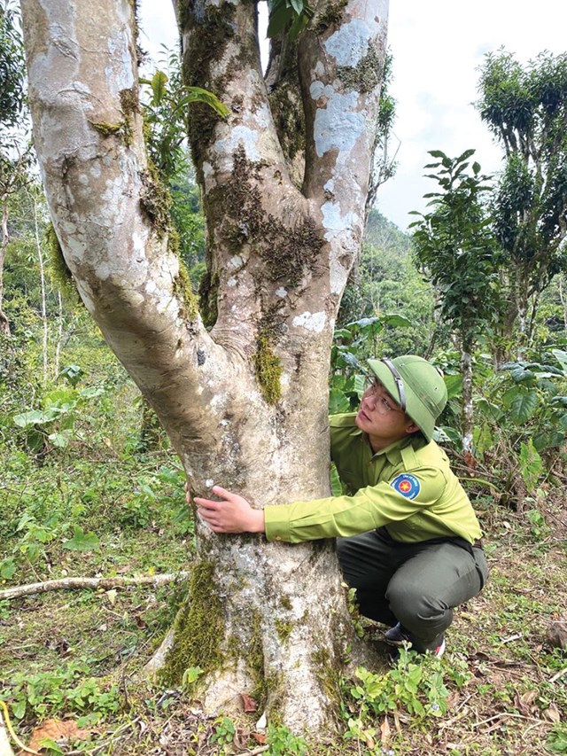 Theo thống kê, tại Vườn Quốc gia Xuân Sơn đang có hàng trăm gốc chè cổ cả người ôm, cao từ 15-20m.