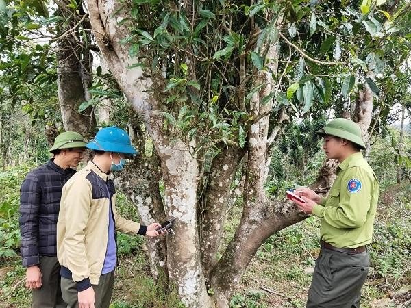 Cây chè cổ thụ tại Vườn Quốc gia Xuân Sơn 