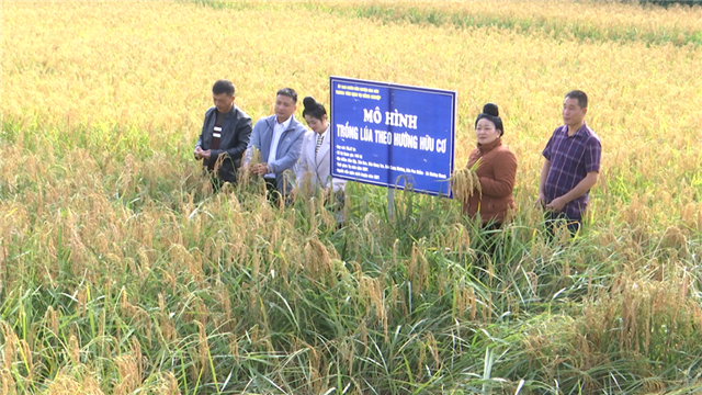 Mô hình trồng lúa theo hướng hữu cơ tại xã Mường Chanh.