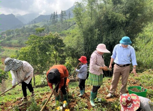 Si Ma Cai phát triển cây kiệu, nâng cao thu nhập cho người dân địa phương.