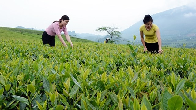 Huyện Văn Chấn đang tập trung trồng cải tạo thay thế các giống chè cũ bằng giống chè lai LDP có năng suất chất lượng cao.