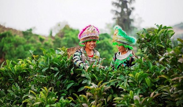 Văn Chấn tăng cường giải pháp phát triển bền vững ngành chè.