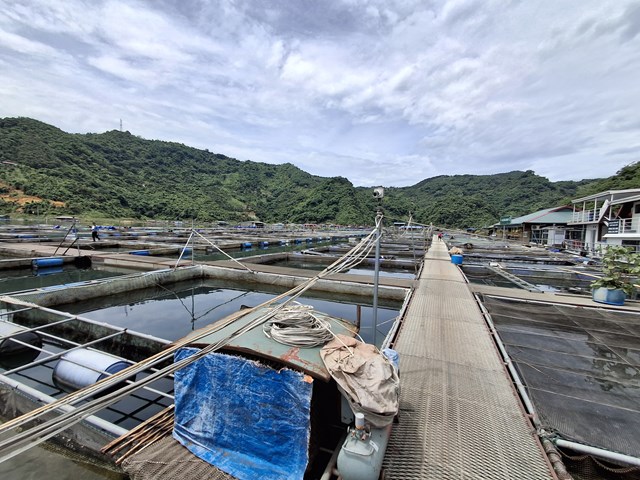 L&ograve;ng hồ thủy điện H&ograve;a B&igrave;nh mang nhiều lợi thế trong hoạt động nu&ocirc;i trồng thủy sản.