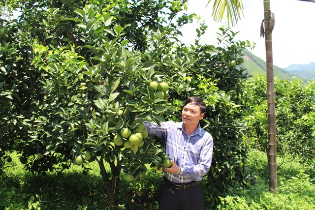 &Ocirc;ng Nguyễn Trung Hu&acirc;n - Gi&aacute;m đốc HTX N&ocirc;ng nghiệp v&agrave; thương mại Mường Động giới thiệu quy tr&igrave;nh chăm s&oacute;c c&acirc;y cam.