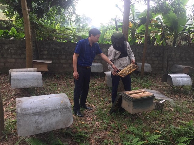 Mô hình nuôi ong lấy mật của gia đình anh Bùi Duy Hoàn thành viên của Hợp tác xã dịch vụ nông lâm nghiệp - chăn nuôi mật ong xã Tinh Nhuệ hiện nay đã có sản phẩm mật ong đạt chuẩn OCOP. Ảnh: Phi Long