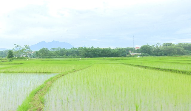 Nếp Quạ Đen phù hợp với thổ nhưỡng địa phương nên phát triển tốt.