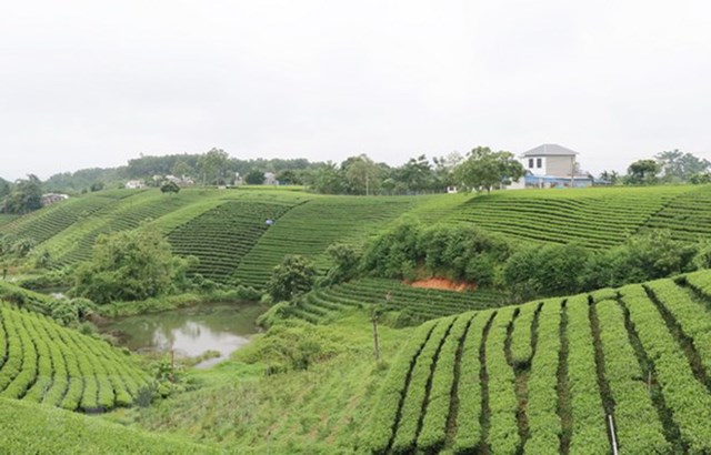 Đồi chè xóm Cầu Đá, xã Hoàng Nông, tỉnh Thái Nguyên, đang trở thành điểm tham quan hấp dẫn của du khách. 