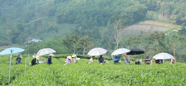 Vùng trồng chè tập trung tại xã La Bằng.