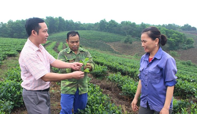 Cán bộ và người dân xã Tân Linh trao đổi về kinh nghiệm trồng, chăm sóc chè.