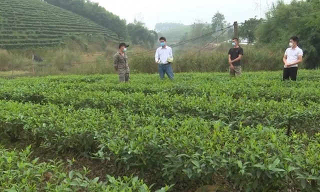 Cùng với vùng chè tập trung xã Hoàng Nông, vùng chè tập trung xã Phú Cường, huyện Đại Từ cũng đã được khảo sát và lựa chọn là địa điểm triển khai mã số vùng trồng