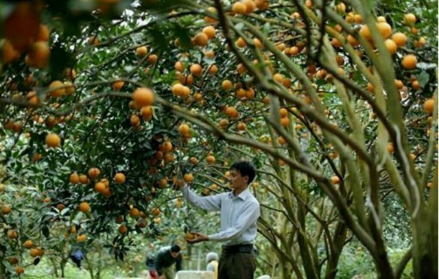 Tập trung phát triển chủ đạo cây ăn quả có múi.