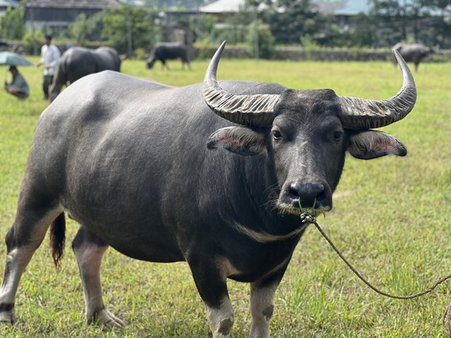 Đặc thù trâu ở xã Ngọc Chiến to, đen, bóng được nhân dân và thương buôn đánh giá cao.