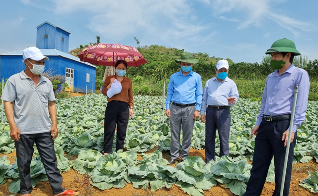 Đoàn kiểm tra thăm mô hình trồng bắp cải trái vụ theo hướng hữu cơ của ông Phạm Văn Dựng, bản Chiềng Hưng, xã Yên Sơn. 