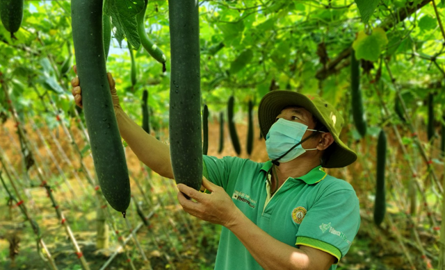 Mô hình trồng bí xanh trái vụ của ông Đậu Đức Đạt, bản Chiềng Hưng, xã Yên Sơn. 