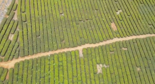 Vùng chè của doanh nhân Lê Mạnh Cường tại Khu 6, xã Đồng Trung, huyện Thanh Thủy (Phú Thọ) đang xây dựng thành mô hình điểm du lịch nông nghiệp.