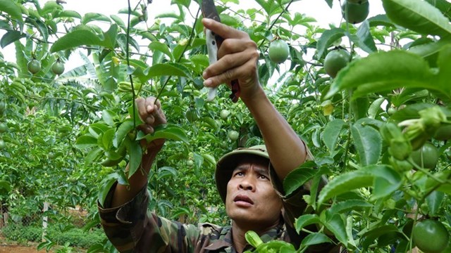 Người dân bản Phiêng Cài, xã Lóng Sập, huyện Mộc Châu (Sơn La) chăm sóc cây chanh leo. 