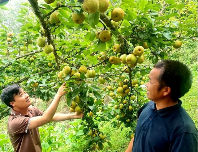 Vườn lê Tai Nung sai trĩu quả mang lại hiệu quả kinh tế cao cho người dân địa phương.