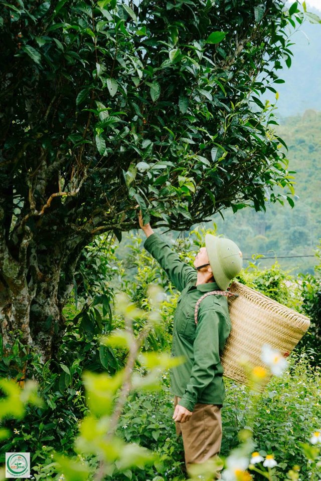  Thu hoạch chè Shan tuyết tại xã Bằng Phúc, huyện Chợ Đồn, tỉnh Bắc Kạn.