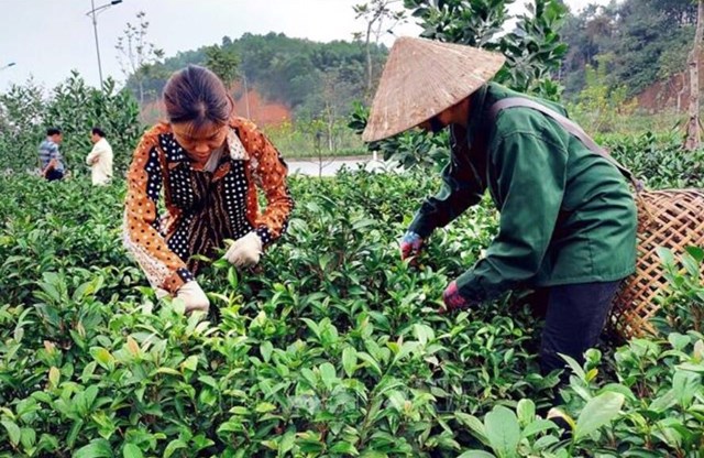 Cây chè Bát Tiên đã đem lại hiệu quả kinh tế cao cho người trồng chè ở Yên Bái.