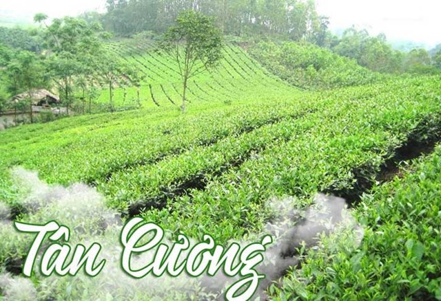 Vùng chè Tân Cương nổi tiếng nhất trong Tứ Đại Danh Trà.