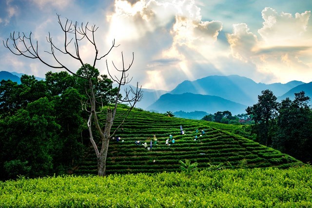 Hoàng hôn trên những nương chè.