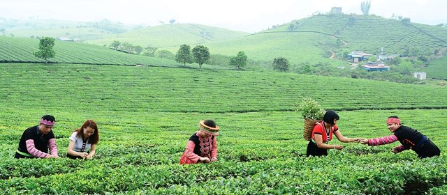 Bà con Thuận Châu thu hoạch chè. 