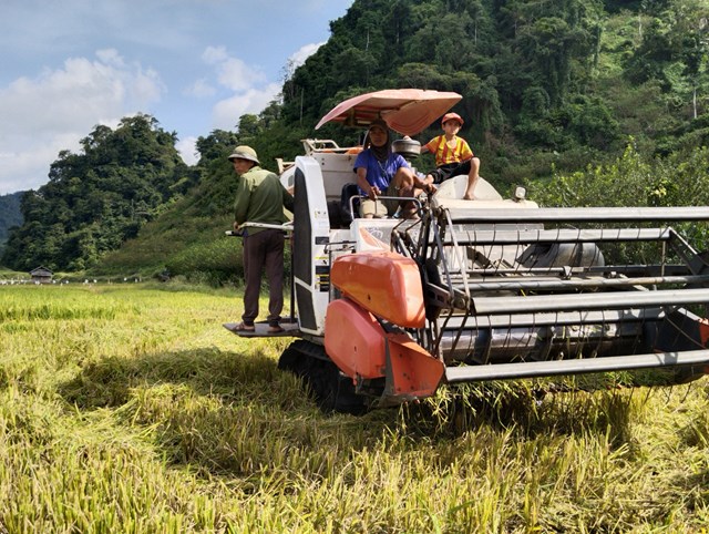 Nhân dân Sơn La thu hoạch lúa mùa, với niềm vui cuộc sống.