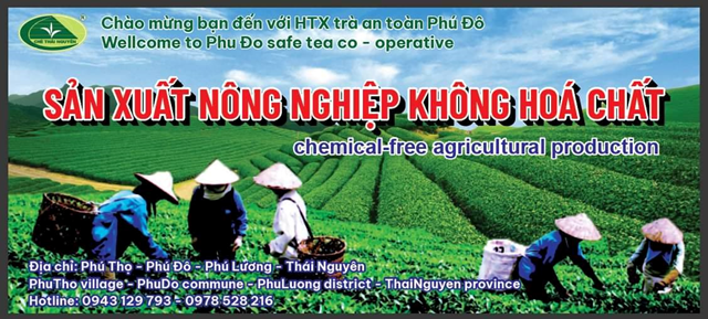 HTX trà an toàn Phú Đô đơn vị tiên phong sản xuất nông nghiệp không hóa chất.