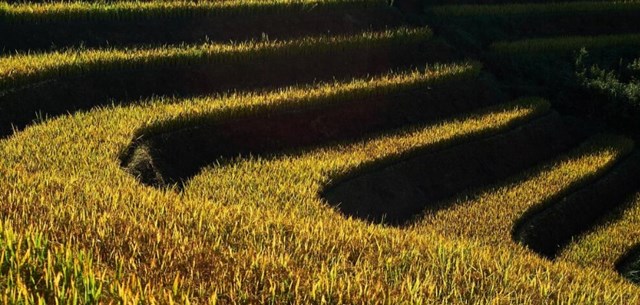 Bức tranh tuyệt đẹp ở xã vùng cao Xím Vàng (Bắc Yên, Sơn La) khi mùa lúa chín.