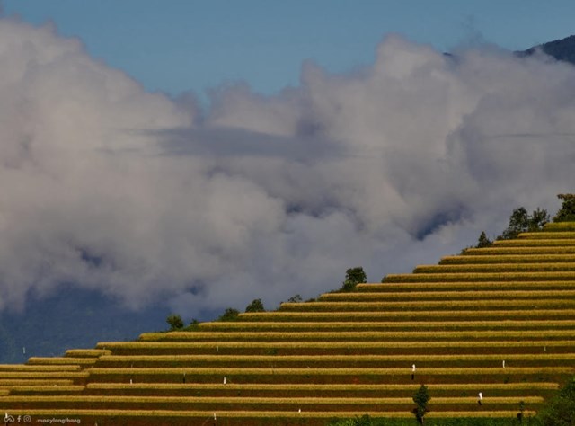Một bên là cánh đồng lúa vàng ươm, một bên là núi đồi xanh rì cùng biển mây cuồn cuộn tạo nên một cảnh quan đầy ấn tượng.