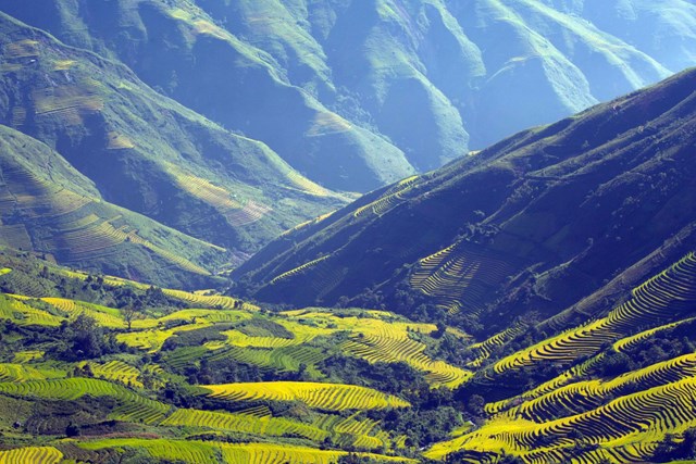 Từ trên đỉnh những con đèo và điểm dừng chân ngắm lúa ở Xím Vàng, có thể chiêm ngưỡng những ruộng lúa chín vàng trên c